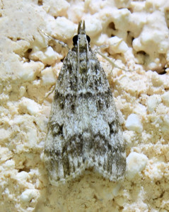 r52Eudonia lacustrata.jpg