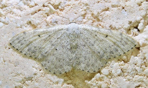 Scopula marginepunctata_redimensionner.jpg