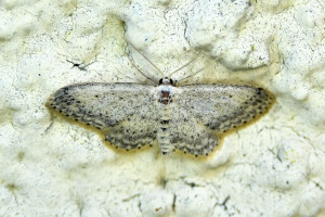 idaea seriata_redimensionner.jpg