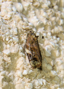 Ditula angustiorana (1)_redimensionner.jpg