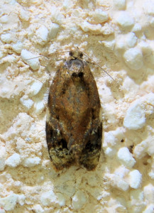 Ditula angustiorana (2)_redimensionner.jpg