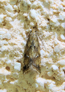 Brachmia blandella (2b)_redimensionner.jpg