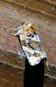 Argyrotaenia ljungiana (1a)_redimensionner.jpg