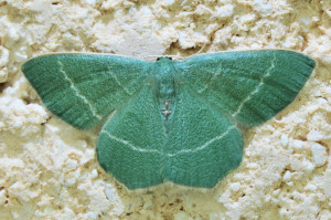 Chlorissa viridata 1_redimensionner.jpg