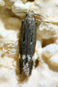 c23 Gelechiidae 2_redimensionner.jpg