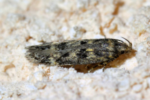 Bryotropha basaltinella 3 (2).jpg