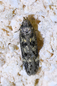 Bryotropha basaltinella.jpg