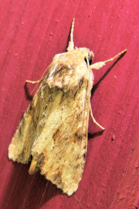 Apamea sublustris_redimensionner.jpg