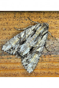 Apamea monoglypha_4_redimensionner.jpg