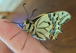 naissance Machaon 2009.08.05 (3p).JPG