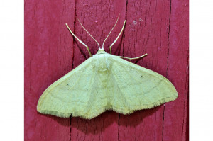 Idaea deversaria 2_redimensionner.jpg