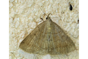 Zanclognatha lunalis _redimensionner.jpg