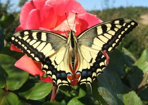 naissance Machaon 2009.08.05 (17p).JPG