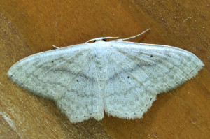 Scopula nigropunctata _redimensionner.jpg