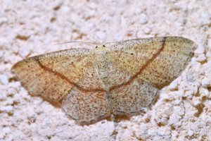 z19b Cyclophora quercimontaria b_redimensionner.jpg