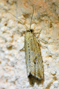 z  Bactra lacteana_redimensionner.jpg