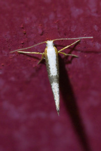 Argyresthia spinosella (1).jpg