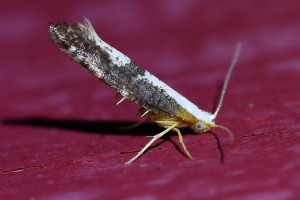 Argyresthia spinosella (2b)_redi.jpg