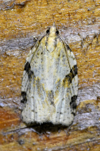 t17 Clepsis spectrana ptetre b_redimensionner.jpg