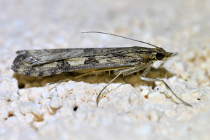 Nomophila noctuella (1)_redimensionner.jpg