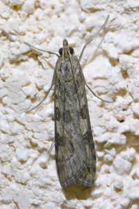 Nomophila noctuella (2)_redimensionner.jpg