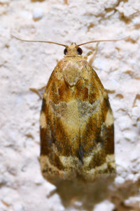 Archips xylosteana 1 (2)_redimensionner.jpg