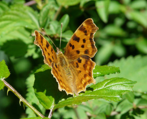 6_Polygonia c-albumweb.jpg