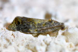 Spatalistis bifasciana (1).jpg