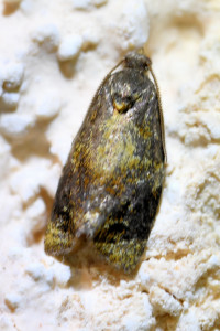 Spatalistis bifasciana (2)_redimensionner.jpg