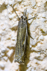 Crambus lathoniellus  (1b)_redimensionner.jpg