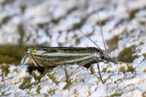 Crambus lathoniellus  b_redimensionner.jpg