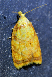 Acleris bergmanniana  (1)_redimensionner.jpg