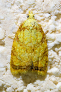 Acleris bergmanniana  (2)__redimensionner.jpg