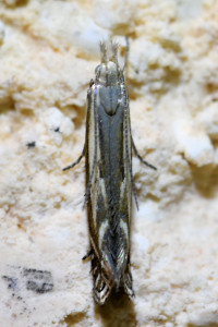 Isophrictis lineatellus (1b)_redimensionner.jpg