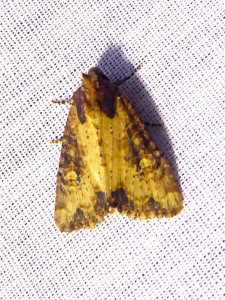 1-1329 Apamea epomidion  20 06 2021 Lissieu Bois Dieu JESC (20).JPG