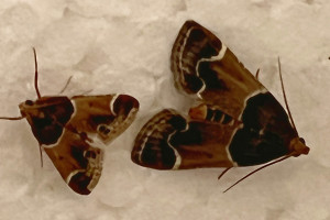 Pyralia farinalis-0197.jpg