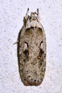 Agonopterix ocellana (1)_redimensionner.jpg