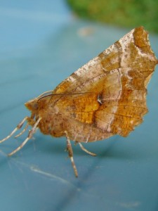 Selenia dentaria.JPG