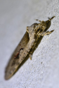 Agonopterix ocellana (2)_redimensionner.jpg