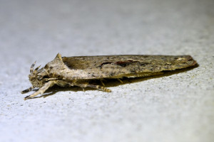 Agonopterix ocellana (3)_redimensionner.jpg