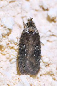 w6 Agonopterix purpurea ok _redimensionner.jpg