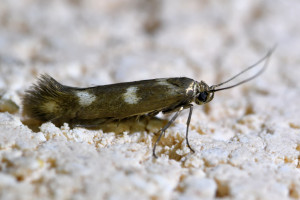 Scythris scopolella (1)_redimensionner.jpg