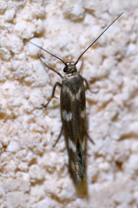 Scythris scopolella (2)_redimensionner.jpg