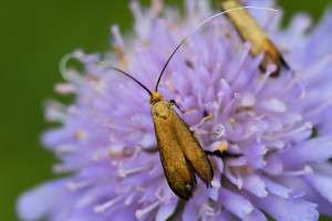 w10a Nemophora metallica b_redimensionner.jpg