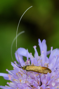 w10g Nemophora metallica b_redimensionner.jpg