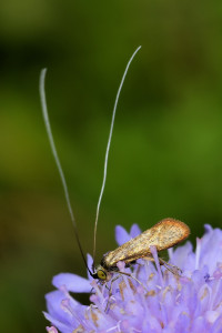 w10h Nemophora metallica b_redimensionner.jpg