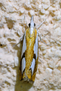 Catoptria pinella  (1)_redimensionner.jpg