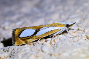 Catoptria pinella  (2)_redimensionner.jpg