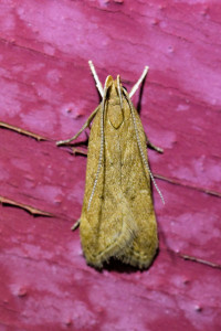 Helcystogramma lutatella  (1)_redimensionner.jpg