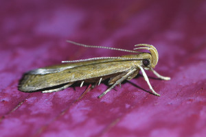 Helcystogramma lutatella b  (2)_redimensionner.jpg